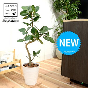 ベンガルゴム(3Dカーブ 曲がり) 8号 白色 セラアート鉢 1鉢 【バークチップ・受皿】 H90cm程度 床置きサイズ 大型 フィカス ベンガレンシス 螺旋 ラセン ゴムの木 ゴム Ficus benghalensis