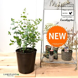 [JEOj[iFV[gjc 7 vX`bN |bgc 1 Eucalyptus 3