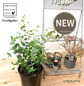 [JEOj[iFV[gjc 7 vX`bN |bgc 1 Eucalyptus 3