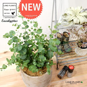 [JEOj[iFV[gj fUC̗ǂ eRb^ 1 yRRt@Co[z Eucalyptus 4