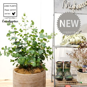 [JEOj[iFV[gj fUC̗ǂ eRb^ 1 yRRt@Co[z Eucalyptus 4