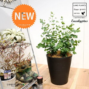 [JEOj[iFV[gj 8 F ZA[g 1 yRRt@Co[EMz Eucalyptus 4