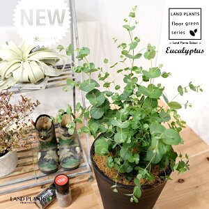 [JEOj[iFV[gj 8 F ZA[g 1 yRRt@Co[EMz Eucalyptus 4