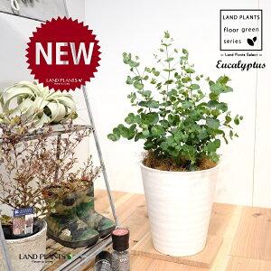 [JEOj[iFV[gj 8 F ZA[g 1 yRRt@Co[EMz Eucalyptus 4