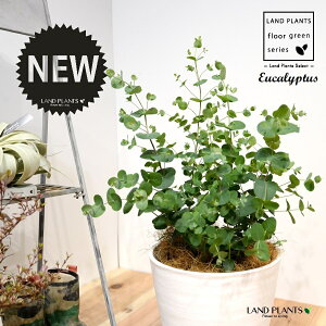 [JEOj[iFV[gj 8 F ZA[g 1 yRRt@Co[EMz Eucalyptus 4