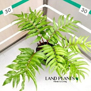 u\ec 3 |bgc 1 MhS M\ec C. fortunei Cyrtomium