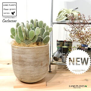 T{eEoj[JN^XiF͂Ƃj fUC̗ǂ eRb^ 1 F F oj[JN^X S[foj[ Opntia microdasys v.albispina 4