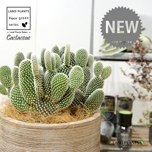 T{eEoj[JN^XiF͂Ƃj fUC̗ǂ eRb^ 1 F F oj[JN^X S[foj[ Opntia microdasys v.albispina 4