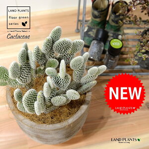 T{eEoj[JN^XiF͂Ƃj fUC̗ǂ eRb^ 1 F F oj[JN^X S[foj[ Opntia microdasys v.albispina 4