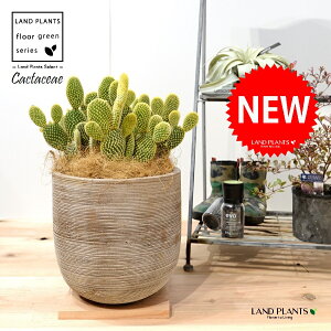 T{eES[foj[iGXqF񂦂ڂj fUC̗ǂ eRb^ 1 E`T{e F F oj[JN^X S[foj[ Opntia microdasys v.albispina 4