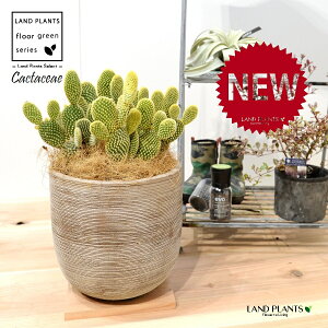 T{eES[foj[iGXqF񂦂ڂj fUC̗ǂ eRb^ 1 E`T{e F F oj[JN^X S[foj[ Opntia microdasys v.albispina 4