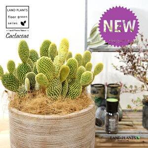 T{eES[foj[iGXqF񂦂ڂj fUC̗ǂ eRb^ 1 E`T{e F F oj[JN^X S[foj[ Opntia microdasys v.albispina 4