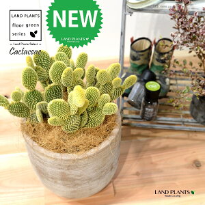 T{eES[foj[iGXqF񂦂ڂj fUC̗ǂ eRb^ 1 E`T{e F F oj[JN^X S[foj[ Opntia microdasys v.albispina 4