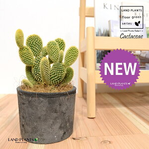 T{eES[foj[iGXqF񂦂ڂj F X|bg V_[^ 1 E`T{e F F oj[JN^X S[foj[ Opntia microdasys v.albispina