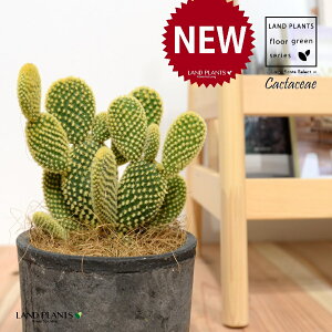 T{eES[foj[iGXqF񂦂ڂj F X|bg V_[^ 1 E`T{e F F oj[JN^X S[foj[ Opntia microdasys v.albispina