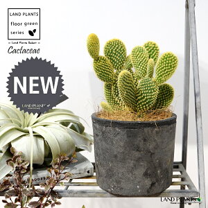 T{eES[foj[iGXqF񂦂ڂj F X|bg V_[^ 1 yRRt@Co[z E`T{e F F oj[JN^X S[foj[ Opntia microdasys v.al