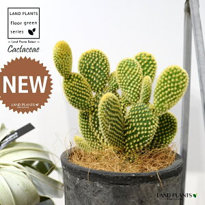 T{eES[foj[iGXqF񂦂ڂj F X|bg V_[^ 1 yRRt@Co[z E`T{e F F oj[JN^X S[foj[ Opntia microdasys v.al