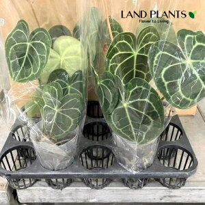 AXEiNlrEj 3 |bgc 1 AX AX[ Anthurium clarinervium