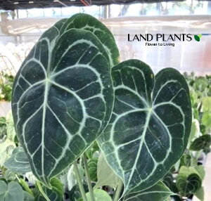 yP[X̔F8z AXEiNlrEj 3 |bgc 8 AX AX[ Anthurium clarinervium