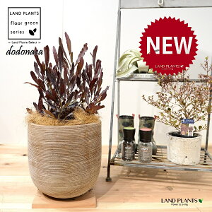 hhiGAEvvAiFV[gj fUC̗ǂ eRb^ 1 yRRt@Co[z dodonaea 4