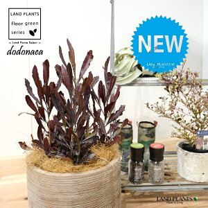 hhiGAEvvAiFV[gj fUC̗ǂ eRb^ 1 yRRt@Co[z dodonaea 4