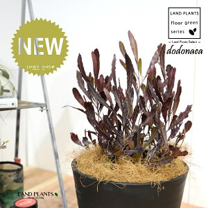 hhiGAEvvAiFV[gj 8 F ZA[g 1 yRRt@Co[EMz dodonaea 4