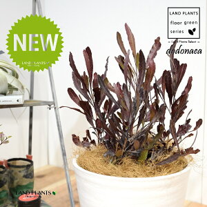 hhiGAEvvAiFV[gj 8 F ZA[g 1 yRRt@Co[EMz dodonaea 4