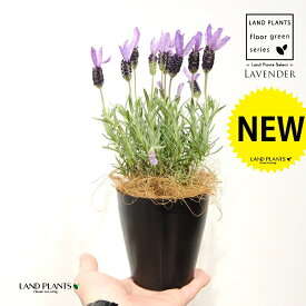 ラベンダー（フェアリーパープル） 4号 黒色 プラスチック鉢 1鉢 【ココファイバー】 Lavender