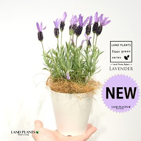 ラベンダー（フェアリーパープル） 4号 白色 プラスチック鉢 1鉢 【ココファイバー】 Lavender