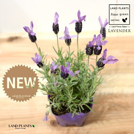 ラベンダー（フェアリーパープル） 3.5号 ポット苗 1鉢 Lavender