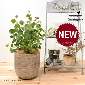 [JE||XiFV[gj fUC̗ǂ eRb^ 1 yRRt@Co[z Eucalyptus 4