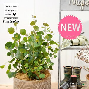 [JE||XiFV[gj fUC̗ǂ eRb^ 1 yRRt@Co[z Eucalyptus 4