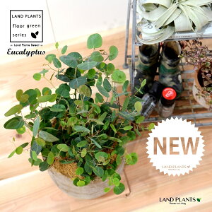 [JE||XiFV[gj fUC̗ǂ eRb^ 1 yRRt@Co[z Eucalyptus 4