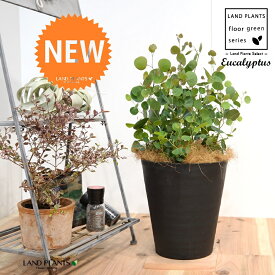 ユーカリ・ポポラス（株立ち：ショート） 8号 黒色 セラアート鉢 1鉢 【ココファイバー・受皿】 Eucalyptus 4