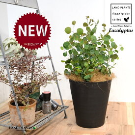 ユーカリ・ポポラス（株立ち：ショート） 8号 黒色 セラアート鉢 1鉢 【ココファイバー・受皿】 Eucalyptus 4
