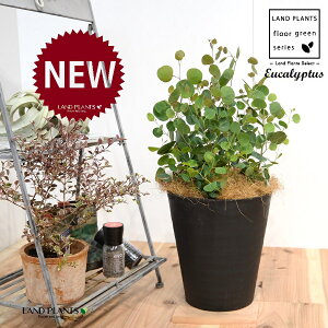 [JE||XiFV[gj 8 F ZA[g 1 yRRt@Co[EMz Eucalyptus 4