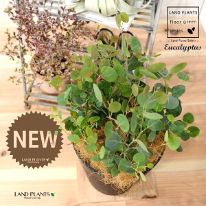 [JE||XiFV[gj 8 F ZA[g 1 yRRt@Co[EMz Eucalyptus 4