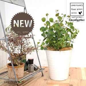 [JE||XiFV[gj 8 F ZA[g 1 yRRt@Co[EMz Eucalyptus 4