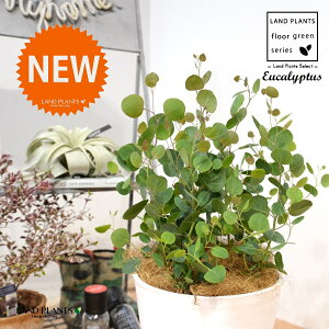 [JE||XiFV[gj 8 F ZA[g 1 yRRt@Co[EMz Eucalyptus 4