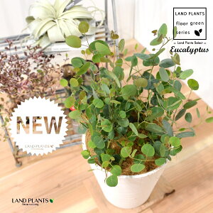 [JE||XiFV[gj 8 F ZA[g 1 yRRt@Co[EMz Eucalyptus 4