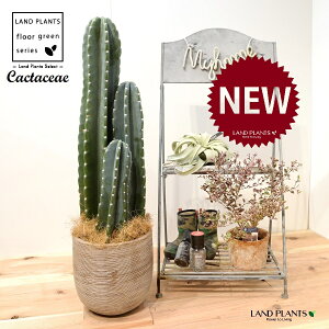 T{e i3{j fUC̗ǂ eRb^ 1 LJN Sʊp l T{e nVT{e Cactaceae