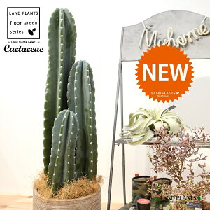 T{e i3{j fUC̗ǂ eRb^ 1 LJN Sʊp l T{e nVT{e Cactaceae