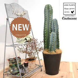 T{e i3{j F ZA[g 1 yRRt@Co[EMzLJN Sʊp l T{e nVT{e Cactaceae