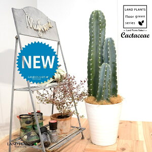 T{e i3{j F ZA[g 1 yRRt@Co[EMzLJN Sʊp l T{e nVT{e Cactaceae