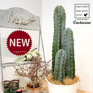 T{e i3{j F ZA[g 1 yRRt@Co[EMzLJN Sʊp l T{e nVT{e Cactaceae