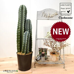 T{e i3{jc 7 |bgc 1 LJN Sʊp l T{e nVT{e Cactaceae