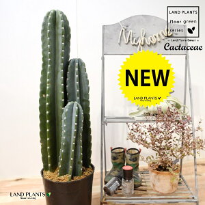 T{e i3{jc 7 |bgc 1 LJN Sʊp l T{e nVT{e Cactaceae