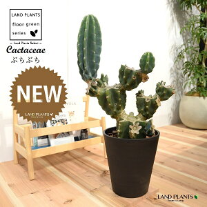 T{e iSʊpFԂԂj 8 F ZA[g 1 LJN nVT{e Cereus repandus Peruvian apple