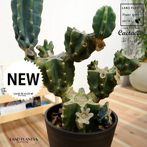 T{e iSʊpFԂԂj 8 F ZA[g 1 LJN nVT{e Cereus repandus Peruvian apple