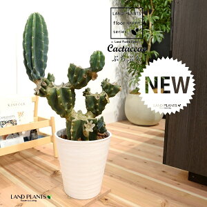 T{e iSʊpFԂԂj 8 F ZA[g 1 LJN nVT{e Cereus repandus Peruvian apple